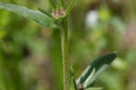 Corn gromwell